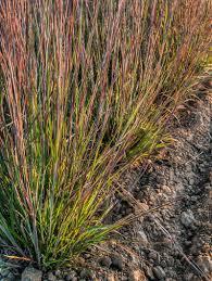 Schizachyrium J.S. Red Frost