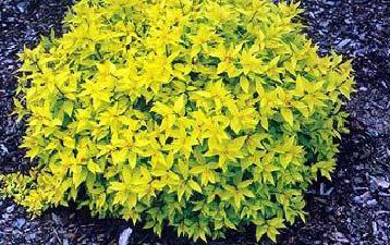 Spiraea japonica -Golden Carpet-