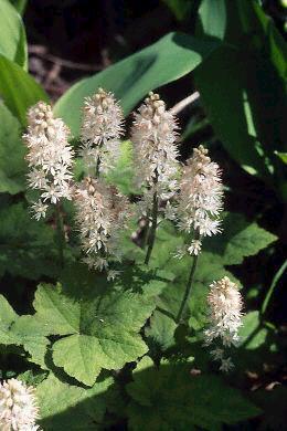 Tiarella wherryi