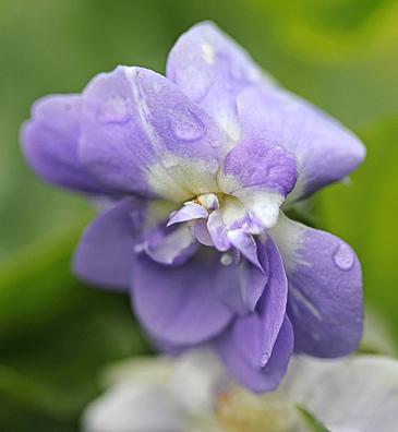 Viola odorata -Duchesse de Parme-