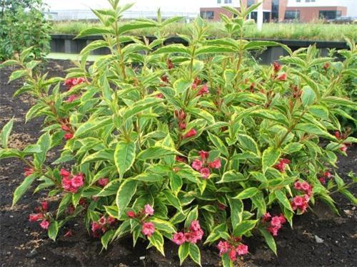 Weigela flor. -Brigela-