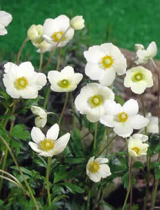 anemone sylvestris