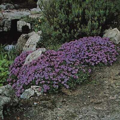 aubrieta blue empe