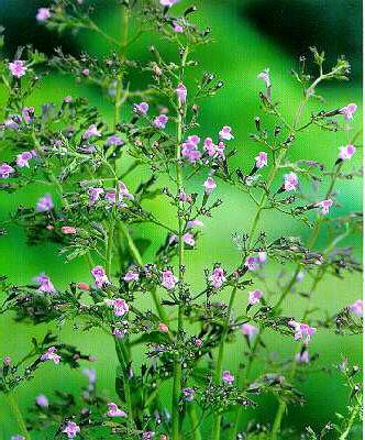 calamintha nepeta 