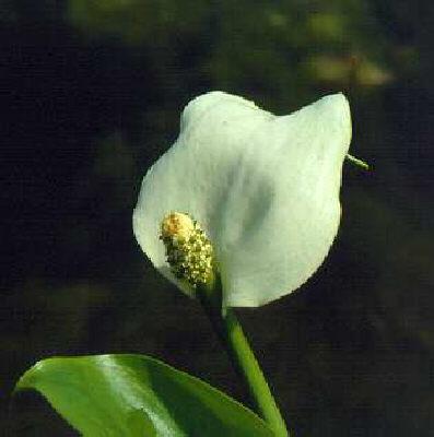 calla palustris