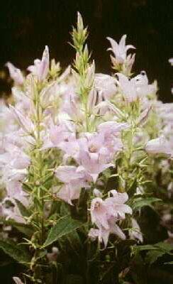 campanula latifoli