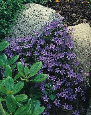 campanula portensc