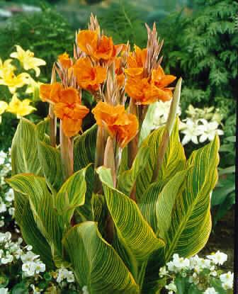 canna indica-hybri