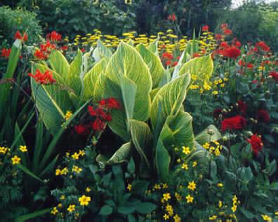 canna striata
