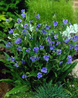 commelina tuberosa
