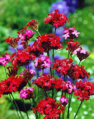 dianthus cruentus