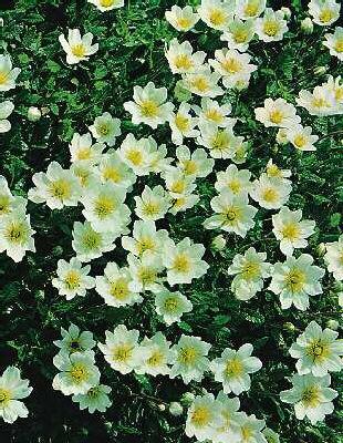 dryas octopetala