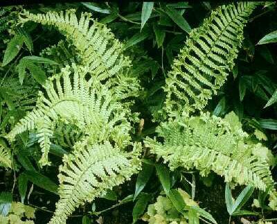 dryopteris affinis