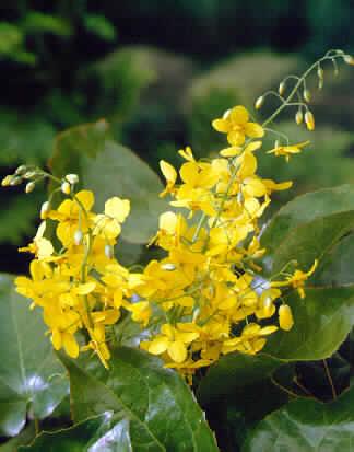 epimedium perralchicum