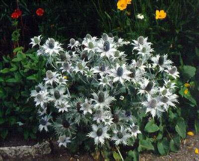 eryngium giganteum