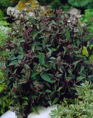 eupatorium rugosum