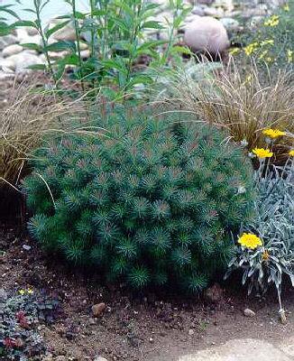 euphorbia cypariss