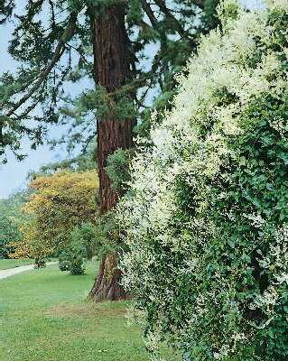 fallopia baldschuanica