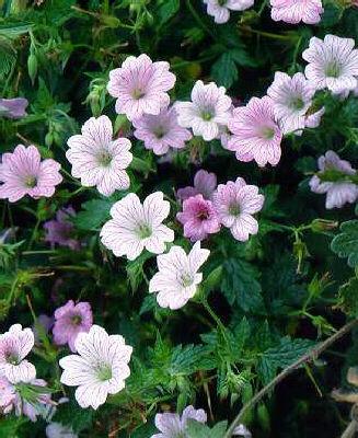 geranium oxonianum