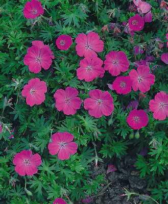 geranium sanguineu