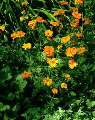 geum chiloense dol