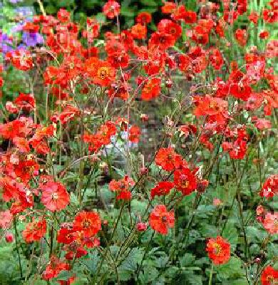 geum coccineum red wings