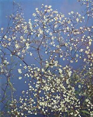 gypsophila panicul