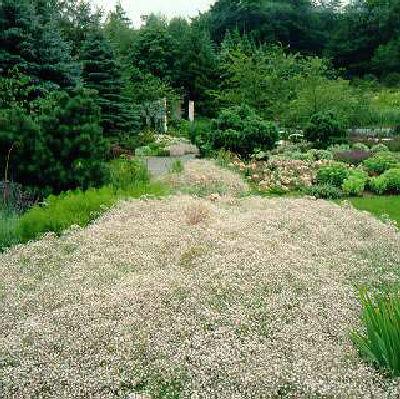 gypsophila repens 