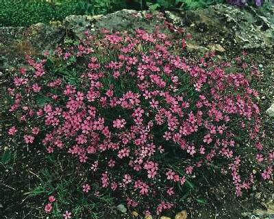 gypsophila repens 