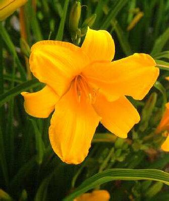hemerocallis cartw