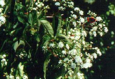 heptacodium miconi