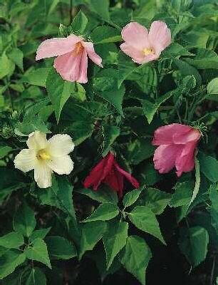 hibiscus palustris