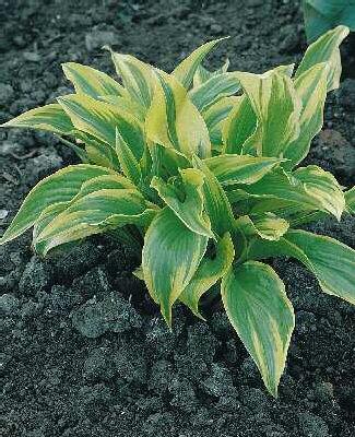 hosta montana aure