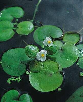 hydrocharis morsus ranae