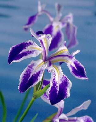 iris mottled beauty