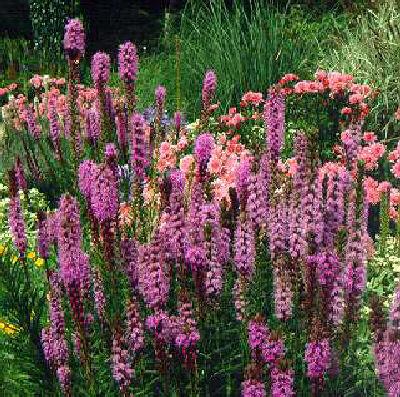 liatris spicata