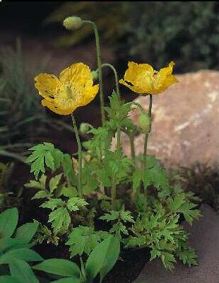 meconopsis cambric