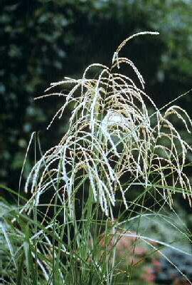 miscanthus sinensi