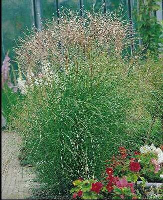 miscanthus sinensi