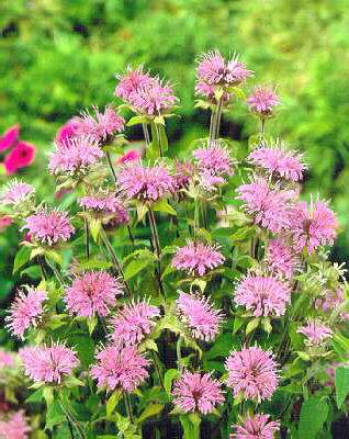 monarda menthifoli