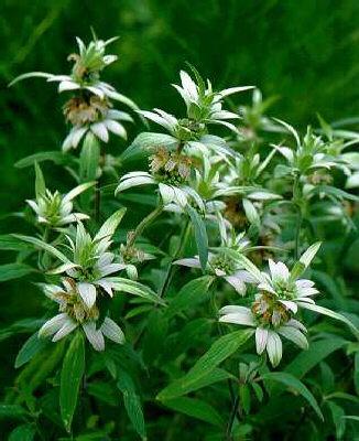 monarda punctata