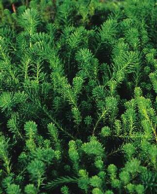 myriophyllum verticillatum