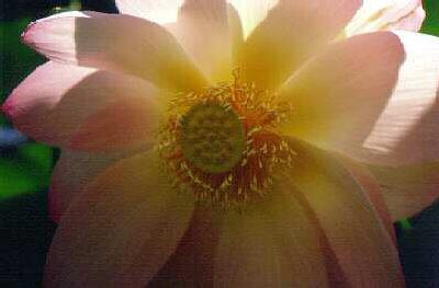 nelumbo nucifera