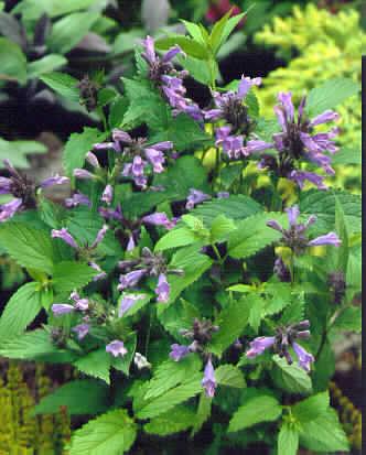 nepeta subsessilis