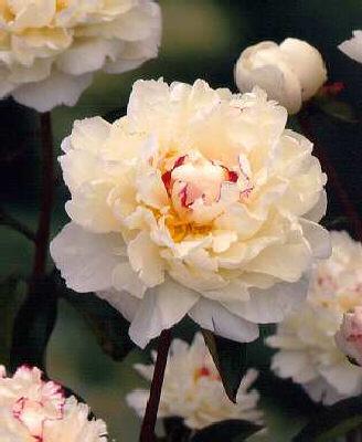 paeonia lactiflora