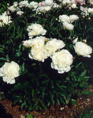 paeonia officinali