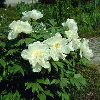 paeonia suffrutico