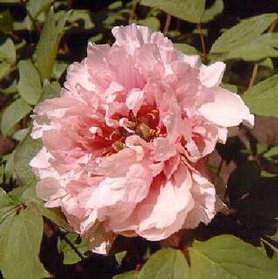 paeonia suffruticosa jeanne d'arc
