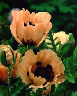 papaver orientale 