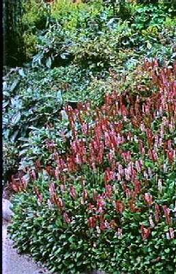 persicaria affinis